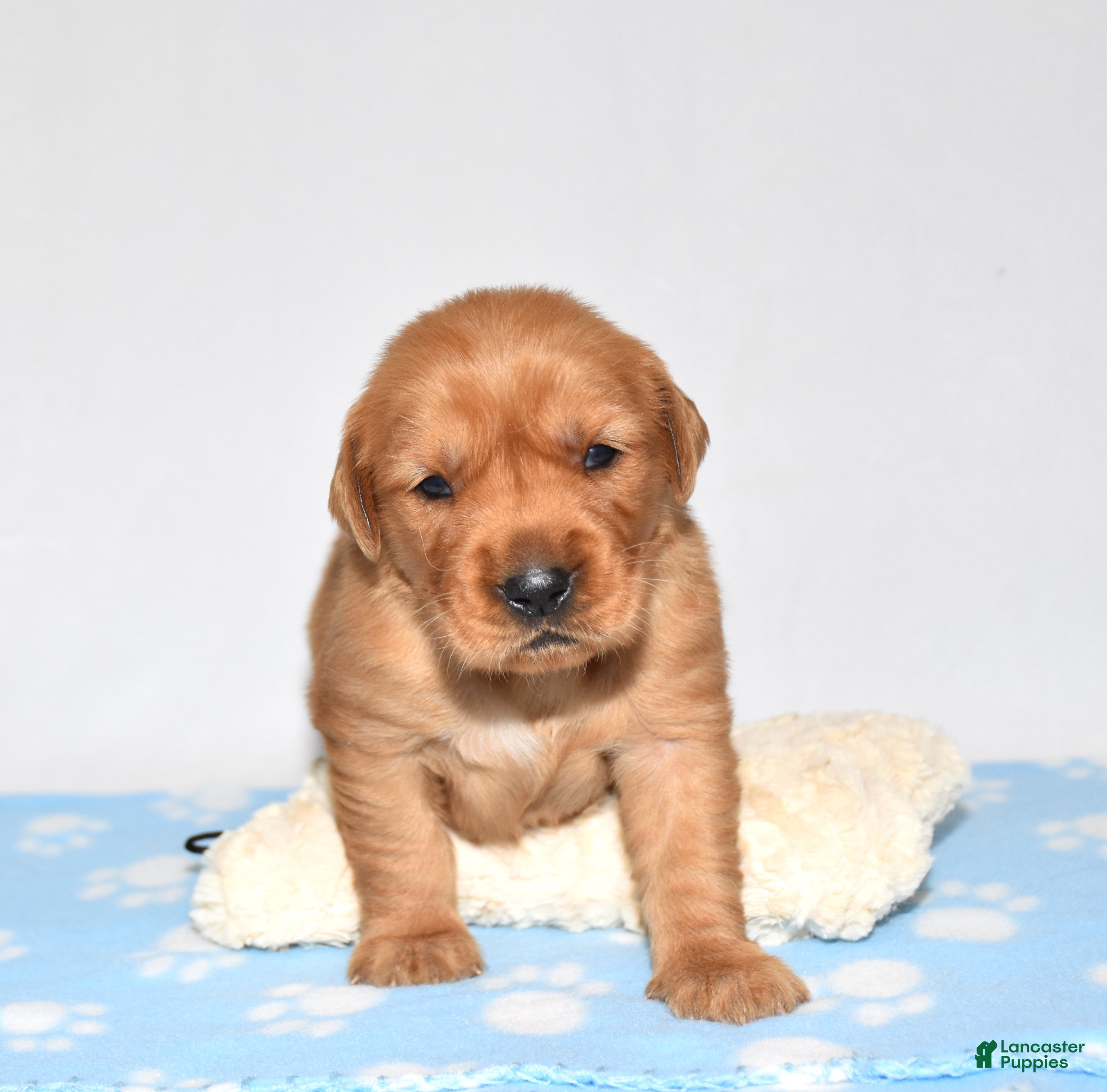 Golden Retriever dogs Aspy - Ad 1