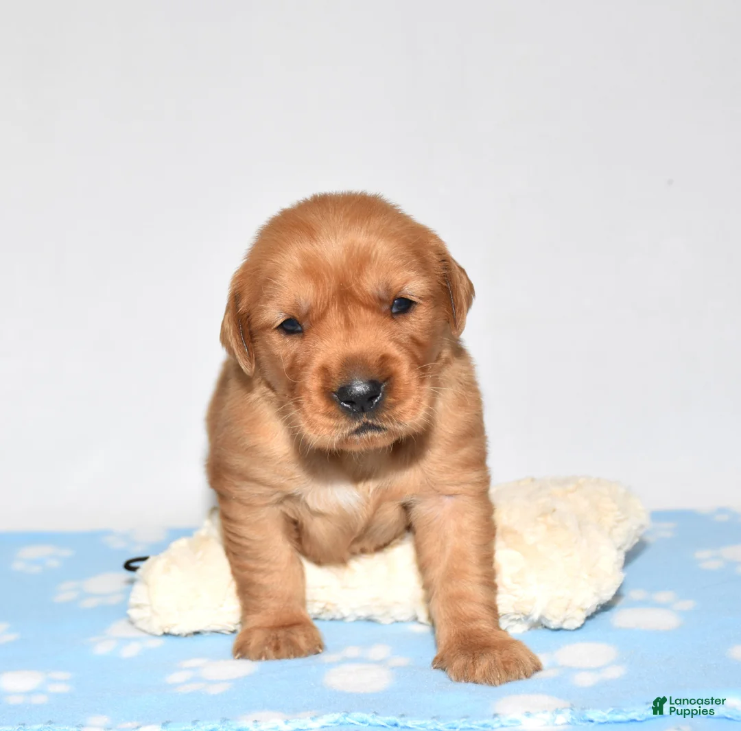 Golden Retriever dogs for sale: Aspy - Ad 1