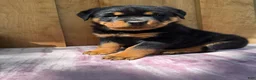 Rottweiler dogs for sale: Bear - Ad 3