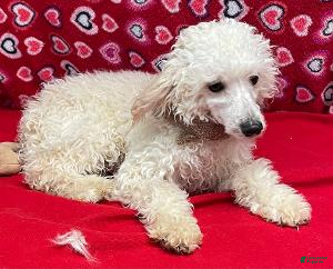 Toy Poodle dogs for sale: Orville - Ad 1