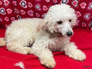Toy Poodle dogs Orville - Ad 12