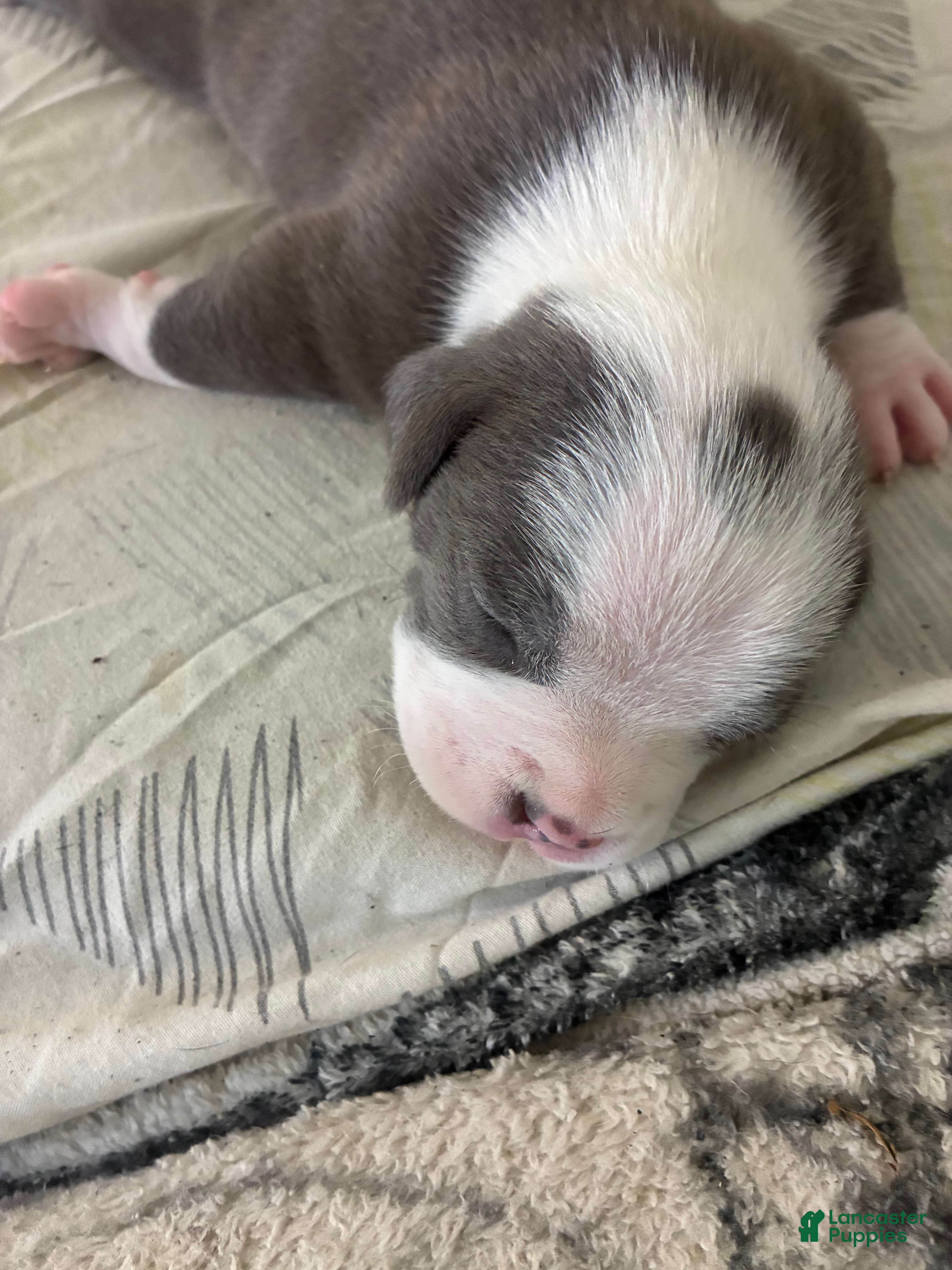 American Bully dogs for sale: American Bully 5 - Ad 8