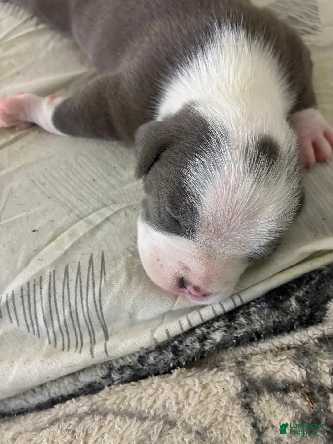 American Bully dogs for sale: American Bully 5 - Ad 1
