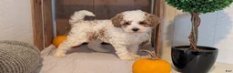 Miniature Poodle dogs for sale: Lucy - Ad 8