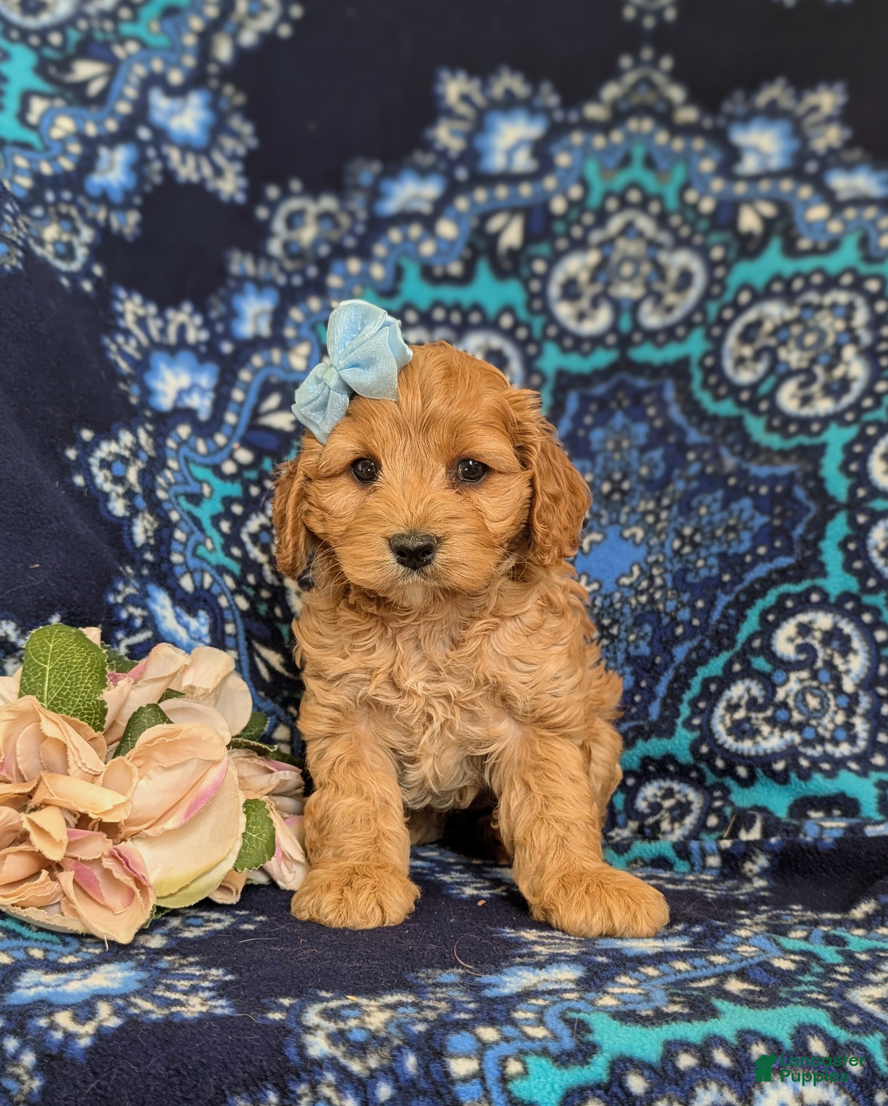 Cockapoo dogs Lilianna - Ad 1