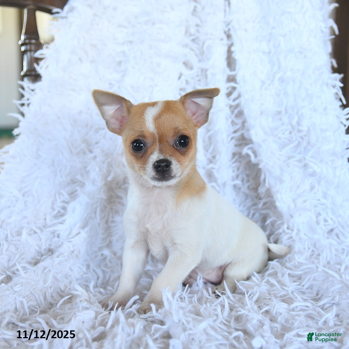 Chihuahua dogs Reese - Ad 8