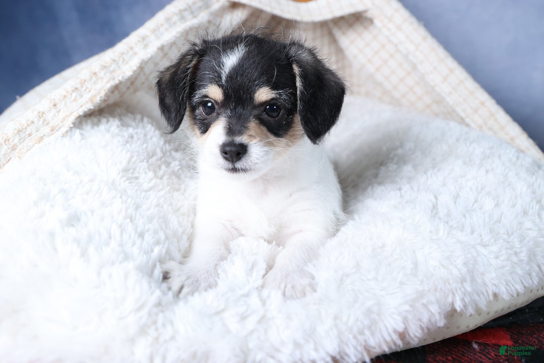 Chipoo dogs for sale: Kenzie - Ad 5