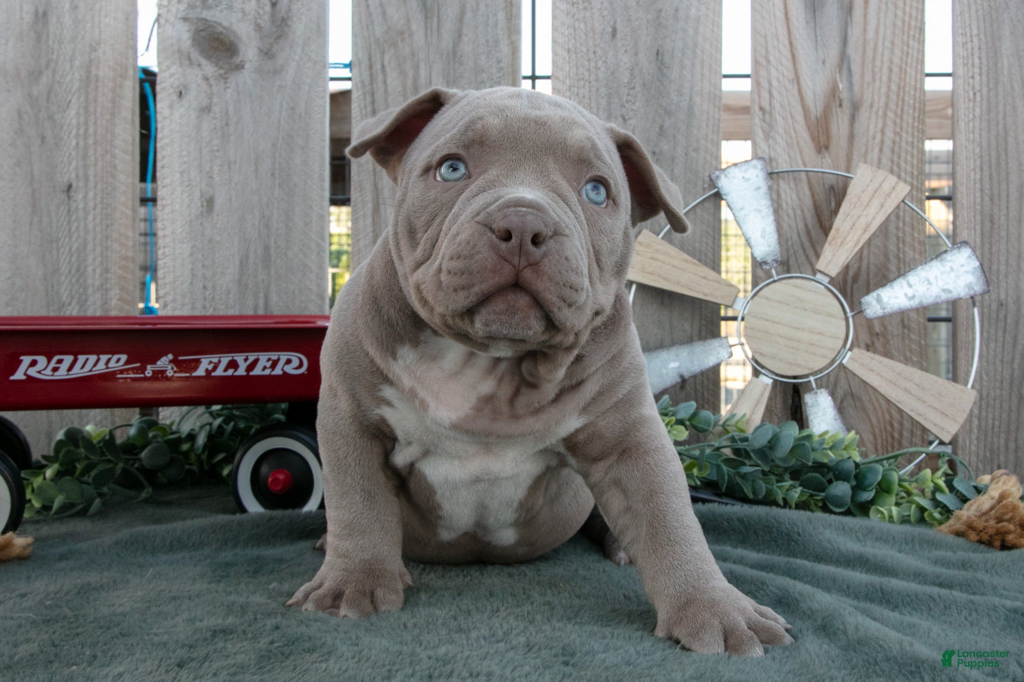 American Bully dogs Dexter - Ad 1