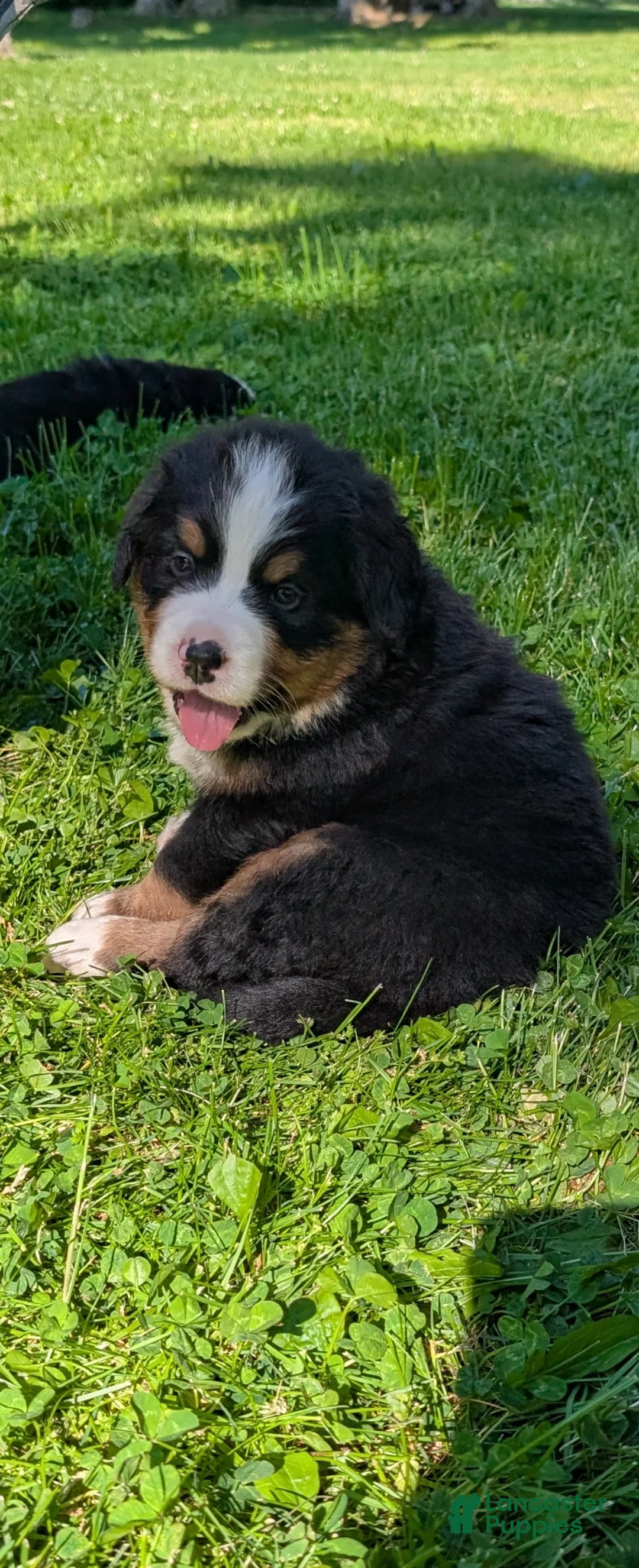Bernese Mountain Dog dogs for sale: Belle - Ad 20