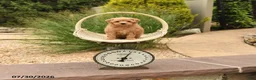 Toy Poodle dogs for sale: Tiny Maple - Ad 3