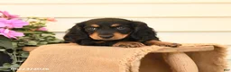 Dachshund dogs for sale: Twila - Ad 4