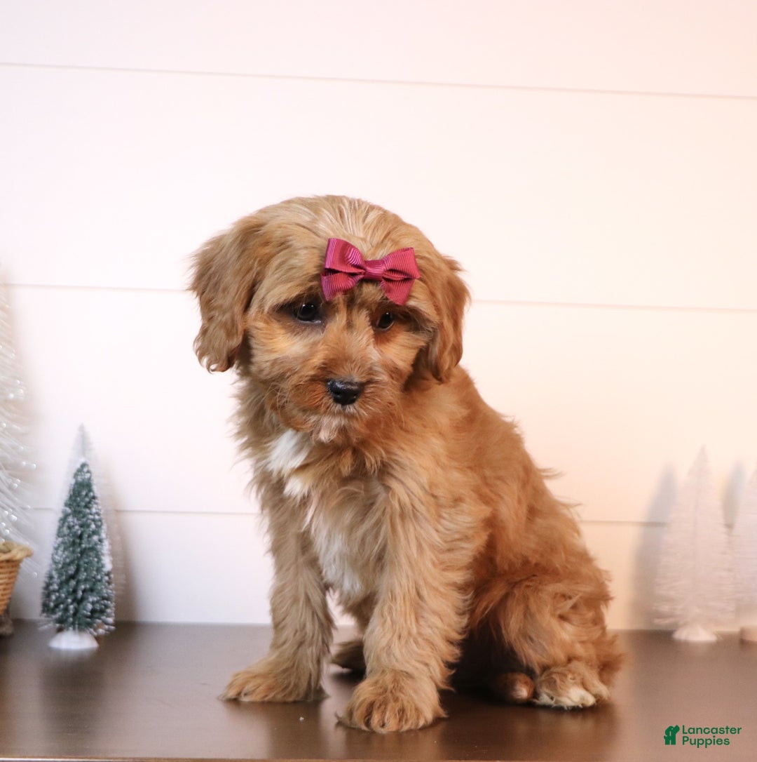 Cavapoo dogs for sale: Mickey - Ad 2
