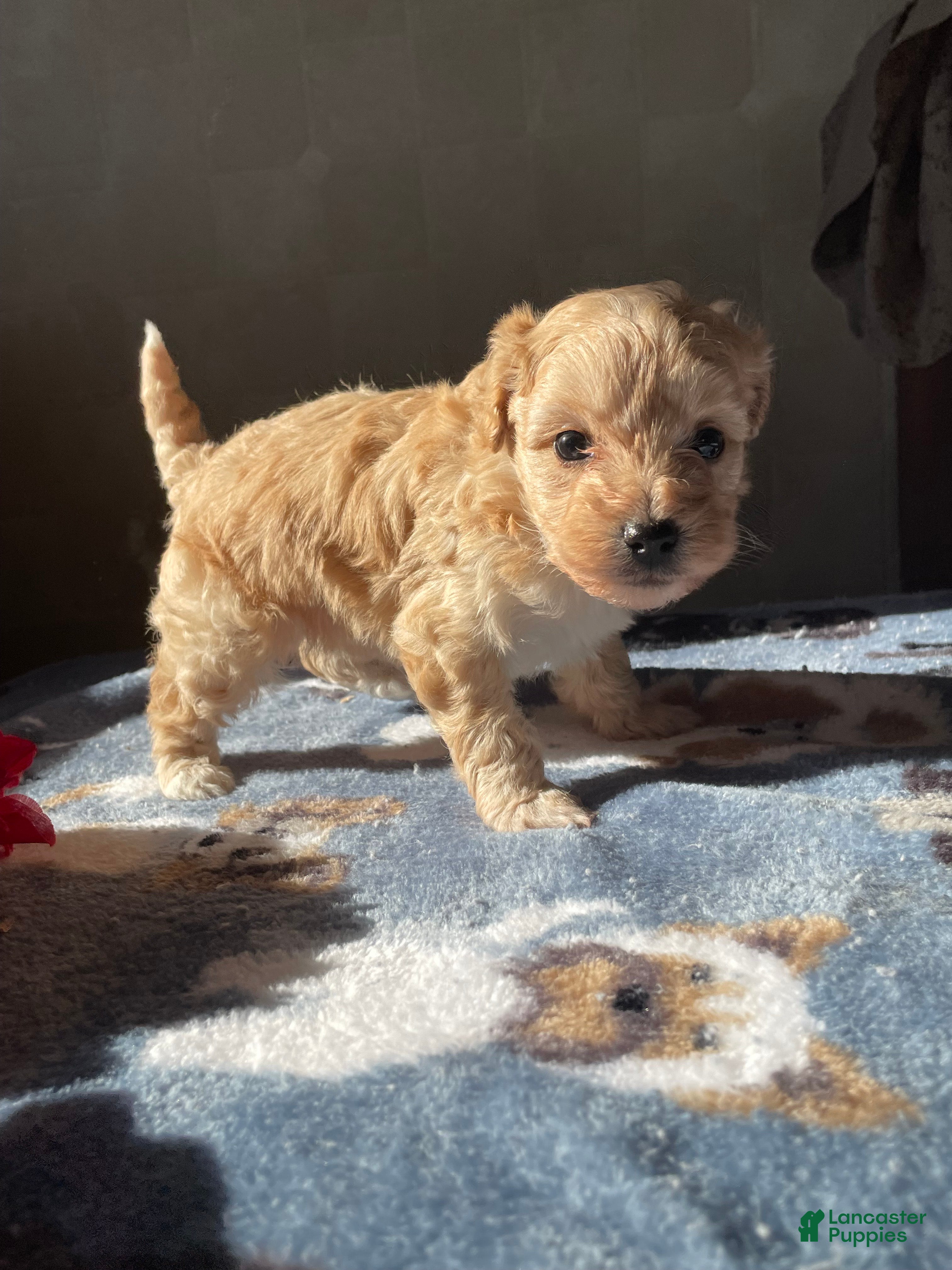 Maltipoo dogs Mozart - Ad 17