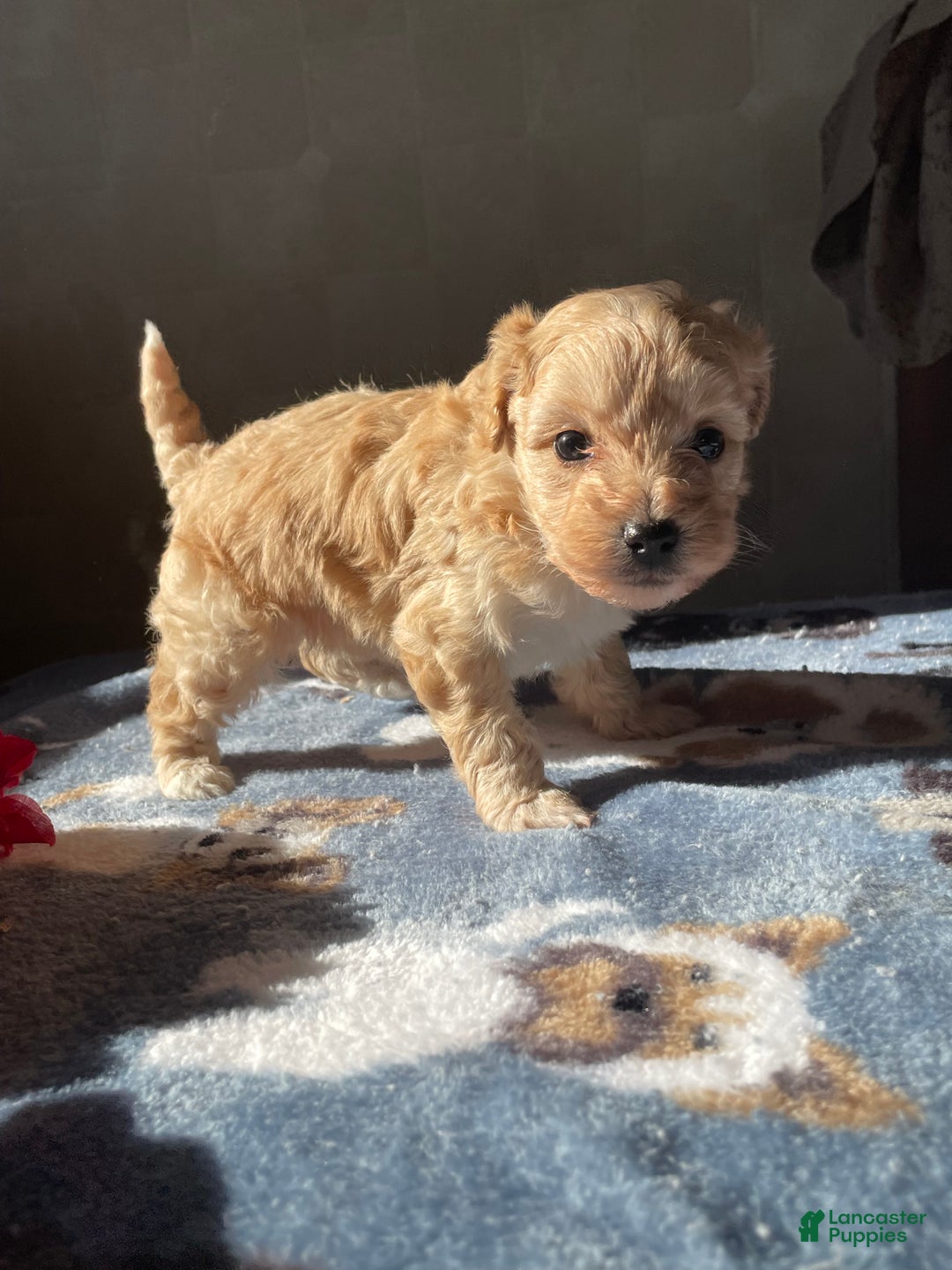 Maltipoo dogs for sale: Mozart - Ad 1