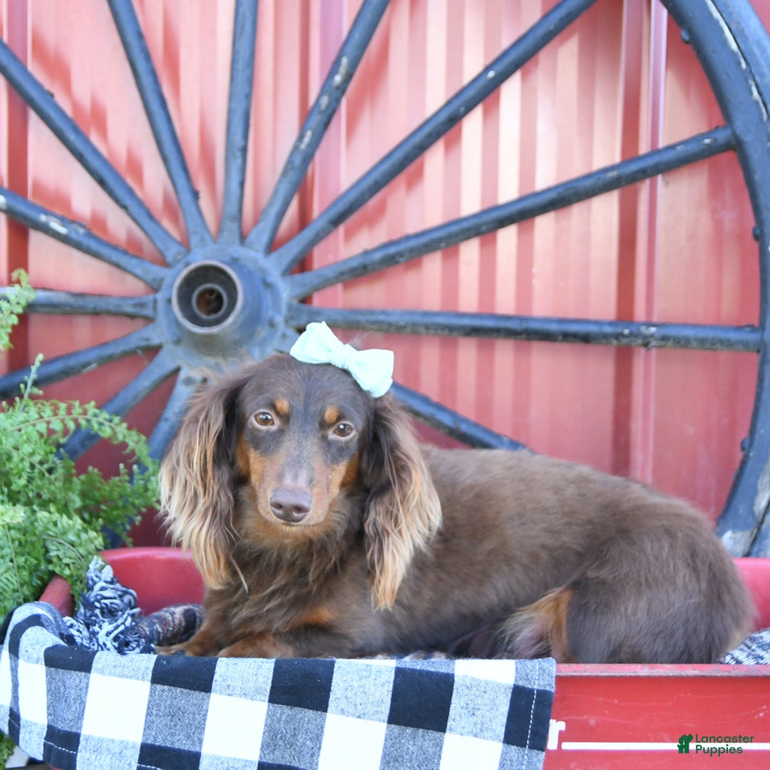 Miniature Dachshund dogs for sale: Clifford - Ad 10