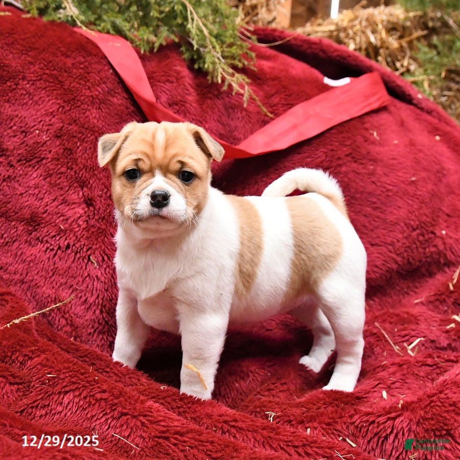 Mixed Breed dogs Peaches - Ad 8