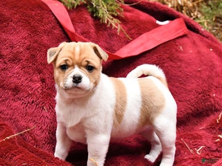 Mixed Breed dogs Peaches - Ad 8