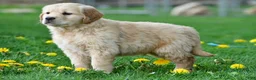 Golden Retriever dogs for sale: Cash - Ad 3