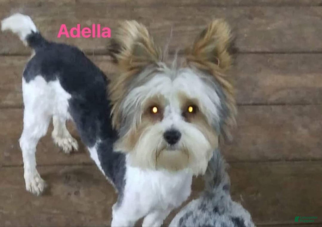 Yorkshire Terrier dogs for sale: Adella - Ad 2