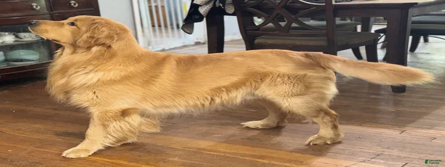 Leonardo