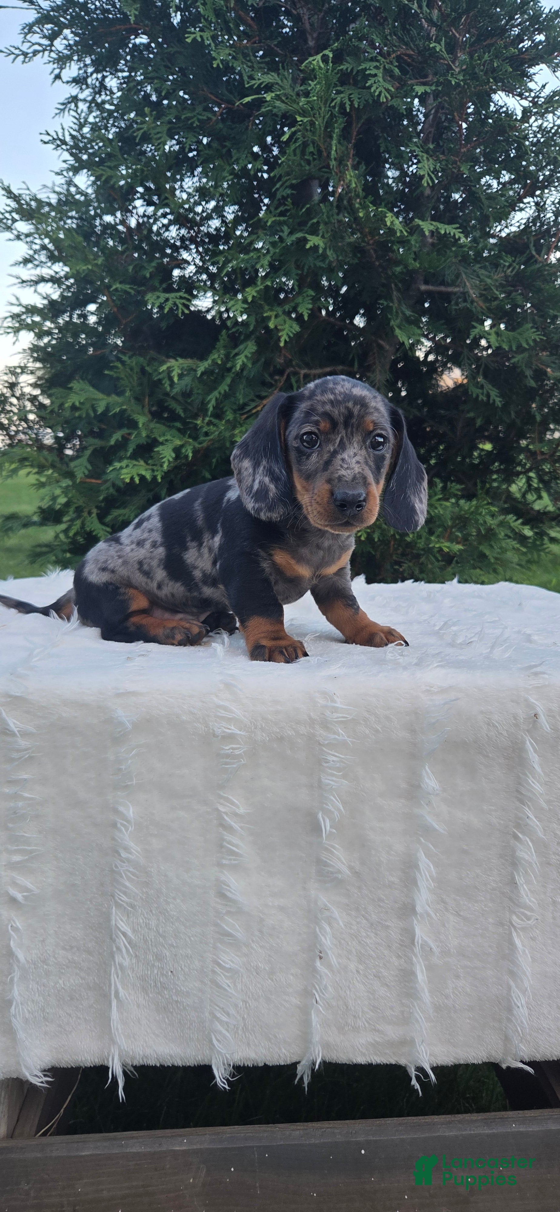 Miniature Dachshund dogs Boone - Ad 2