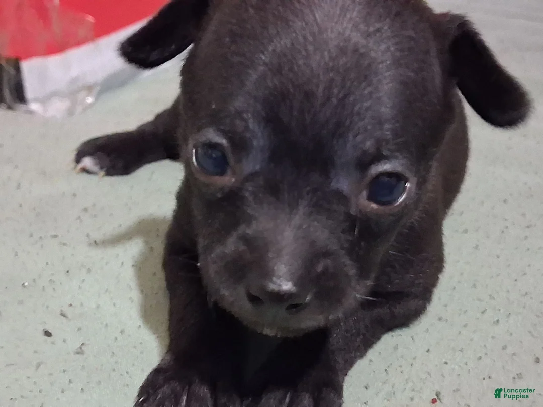 Chihuahua dogs for sale: Chihuahua 1 mindy - Ad 2