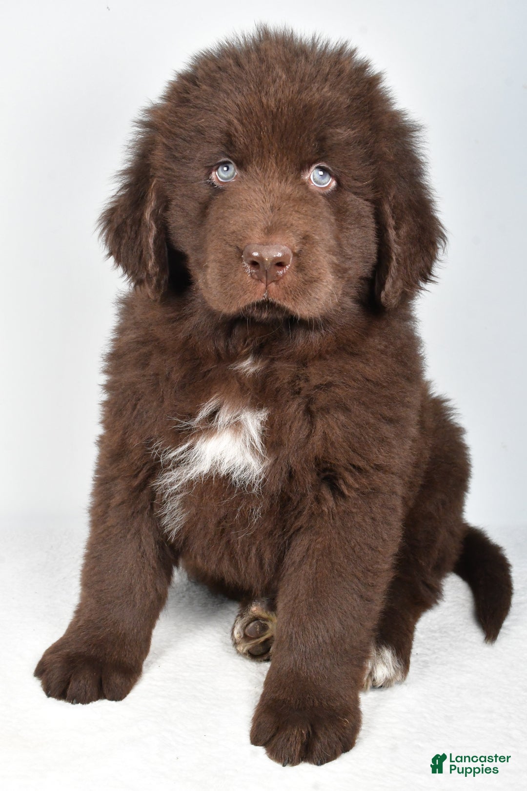 Newfoundland dogs for sale: Bear - Ad 6