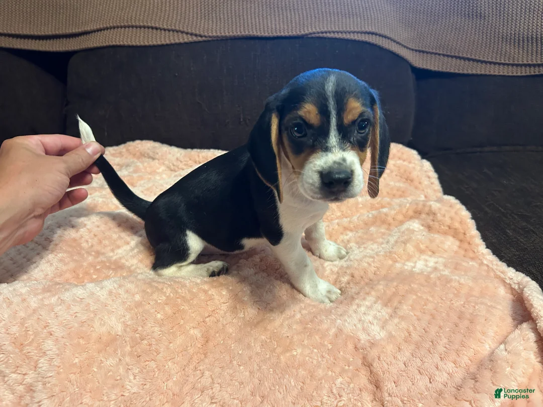 Beagle dogs for sale: Beagle 4 - Ad 2
