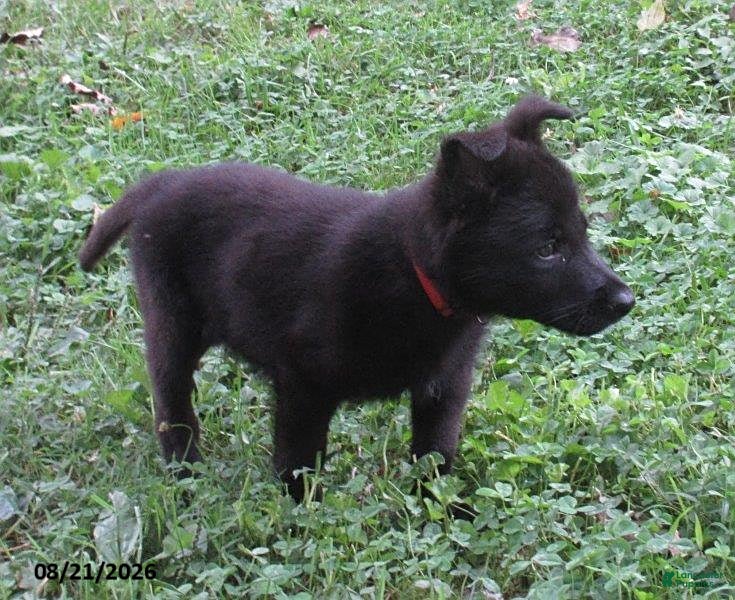 German Shepherd dogs Holly - Ad 1