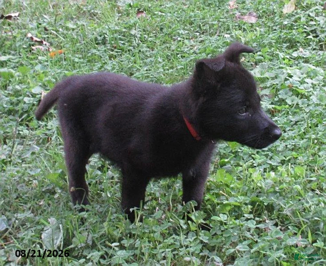 German Shepherd dogs for sale: Holly - Ad 1