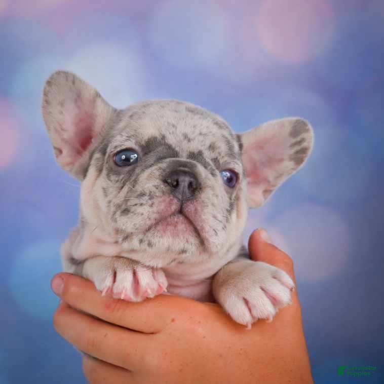 French Bulldog dogs for sale: Cody - Ad 3