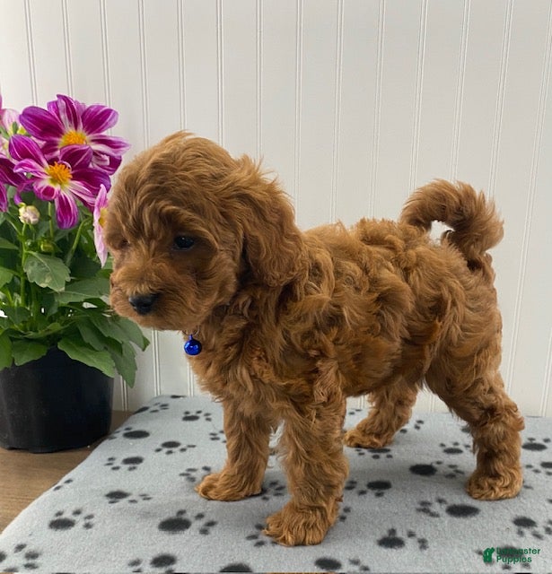 Cavapoo dogs Noah  - Ad 2