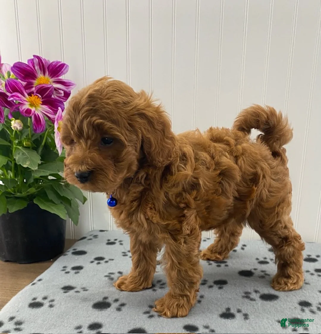 Cavapoo dogs for sale: Noah  - Ad 2