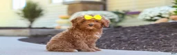 Cockapoo dogs for sale: Willow - Ad 37