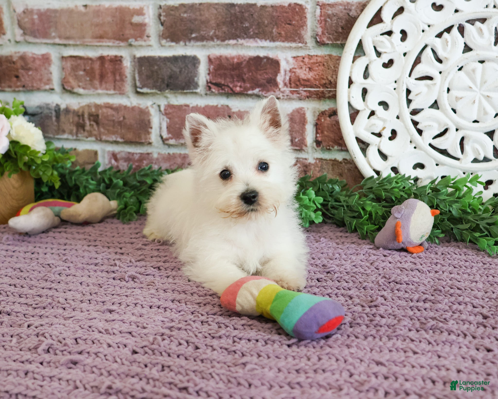 West Highland Terrier dogs Bonnie - Ad 10