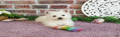 Bonnie