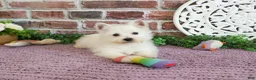 West Highland Terrier dogs for sale: Bonnie - Ad 1