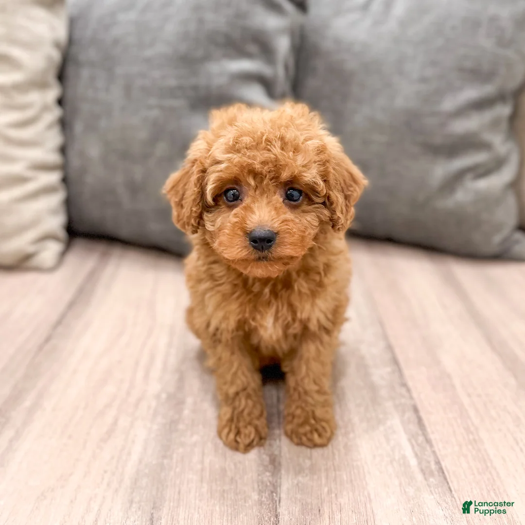 Miniature Poodle dogs for sale: Scarlett - Ad 1