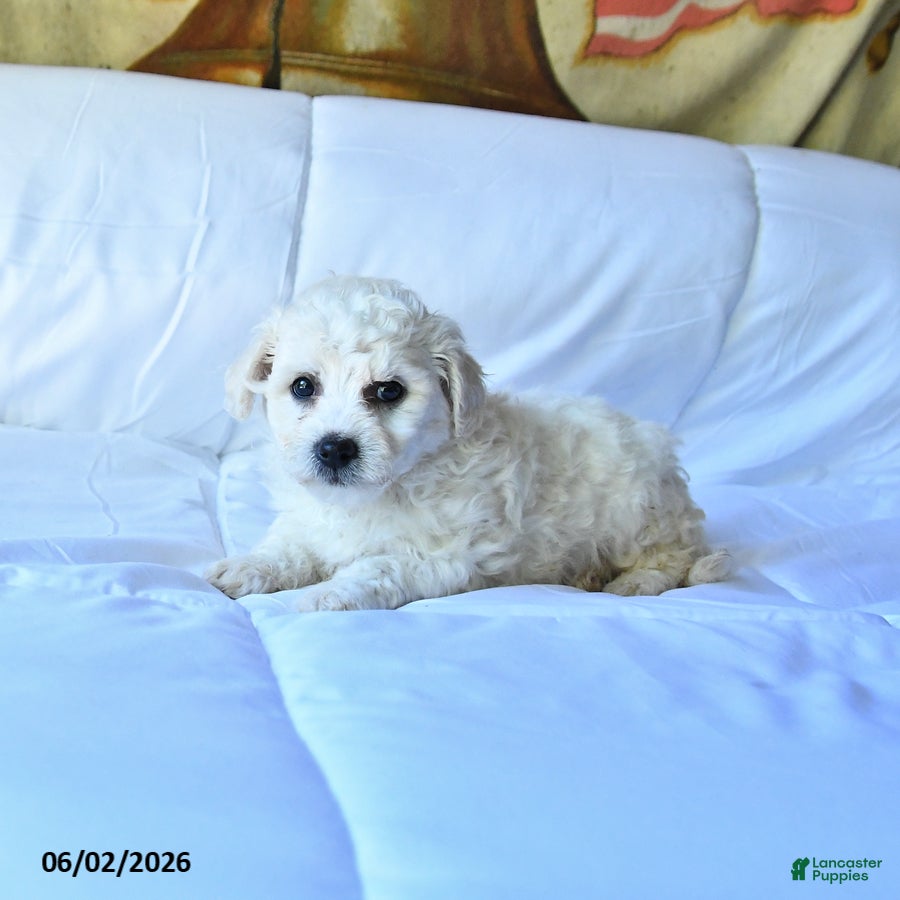 Bichon Frise dogs for sale: Ace - Ad 2
