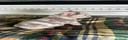 French Bulldog dogs for sale: French Bulldog 1 - Ad 9