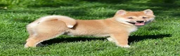 Shiba Inu dogs for sale: Moana - Ad 1