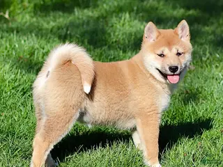 Shiba Inu dogs for sale: Moana - Ad 1