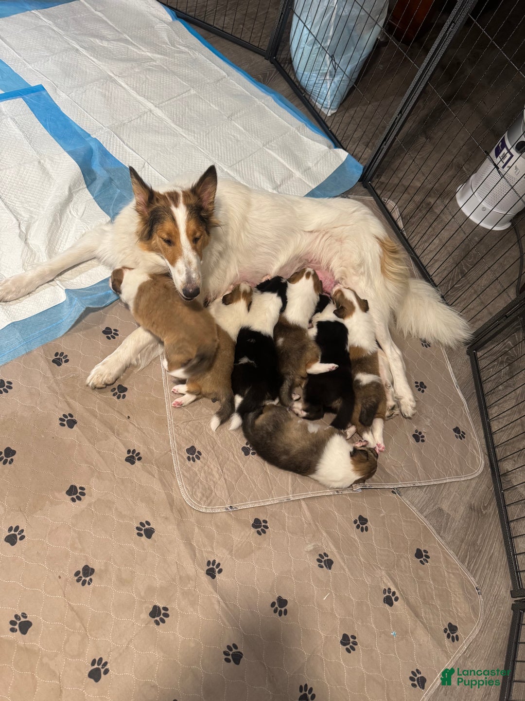 Collie dogs for sale: Collie Puppy 7 - Ad 23