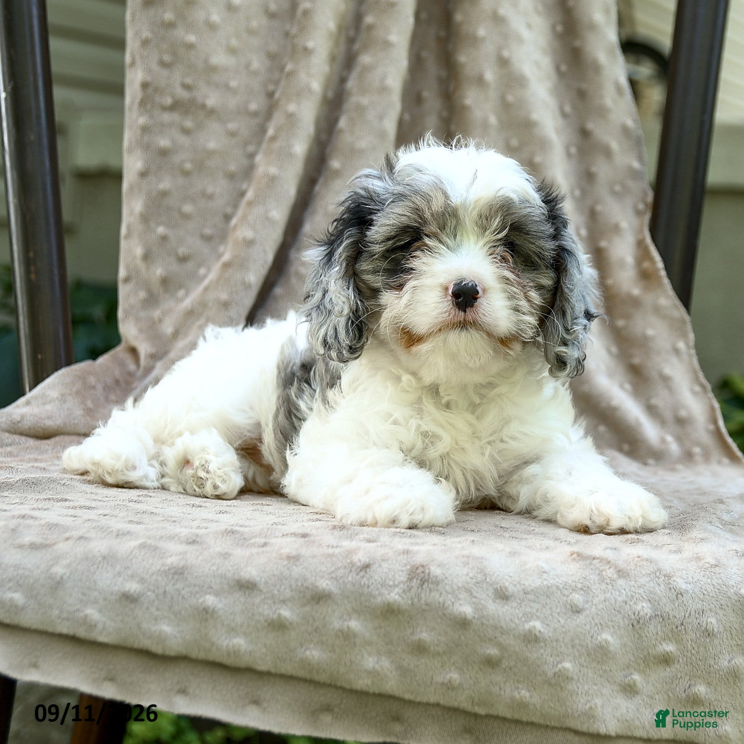 Cavapoo dogs Nala - Ad 1