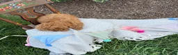 Toy Poodle dogs for sale: Grace - Ad 2