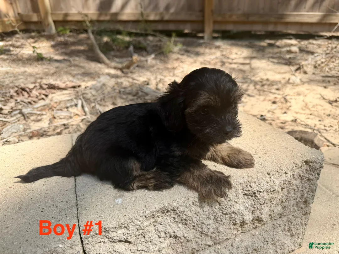 Morkie dogs for sale: Morkie 4 - Ad 1