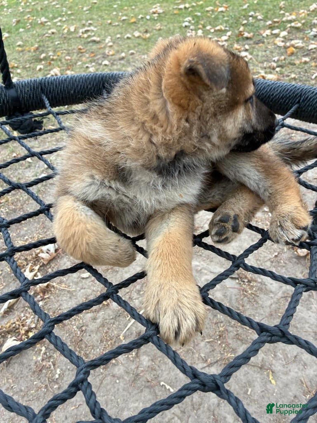 German Shepherd dogs for sale: Sawyer - Ad 3