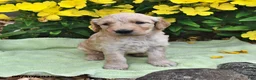 Goldendoodle dogs for sale: Candy - Ad 4