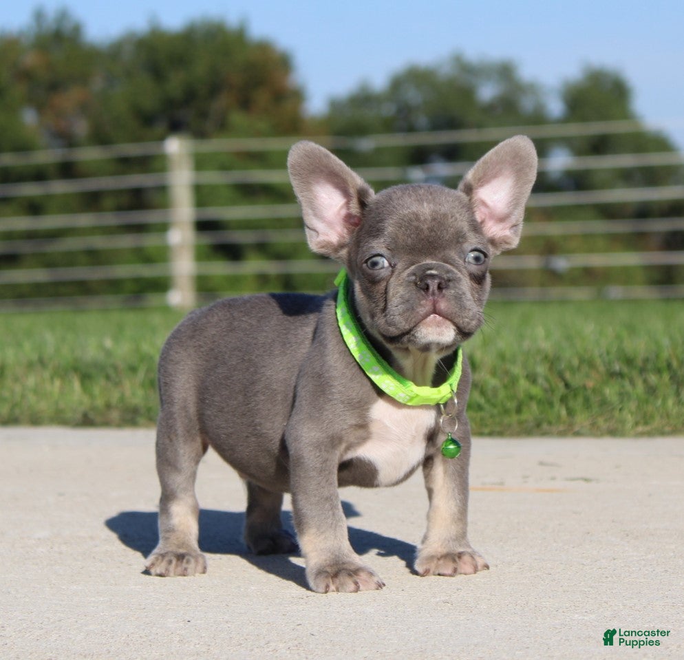 French Bulldog dogs Charlie - Ad 12