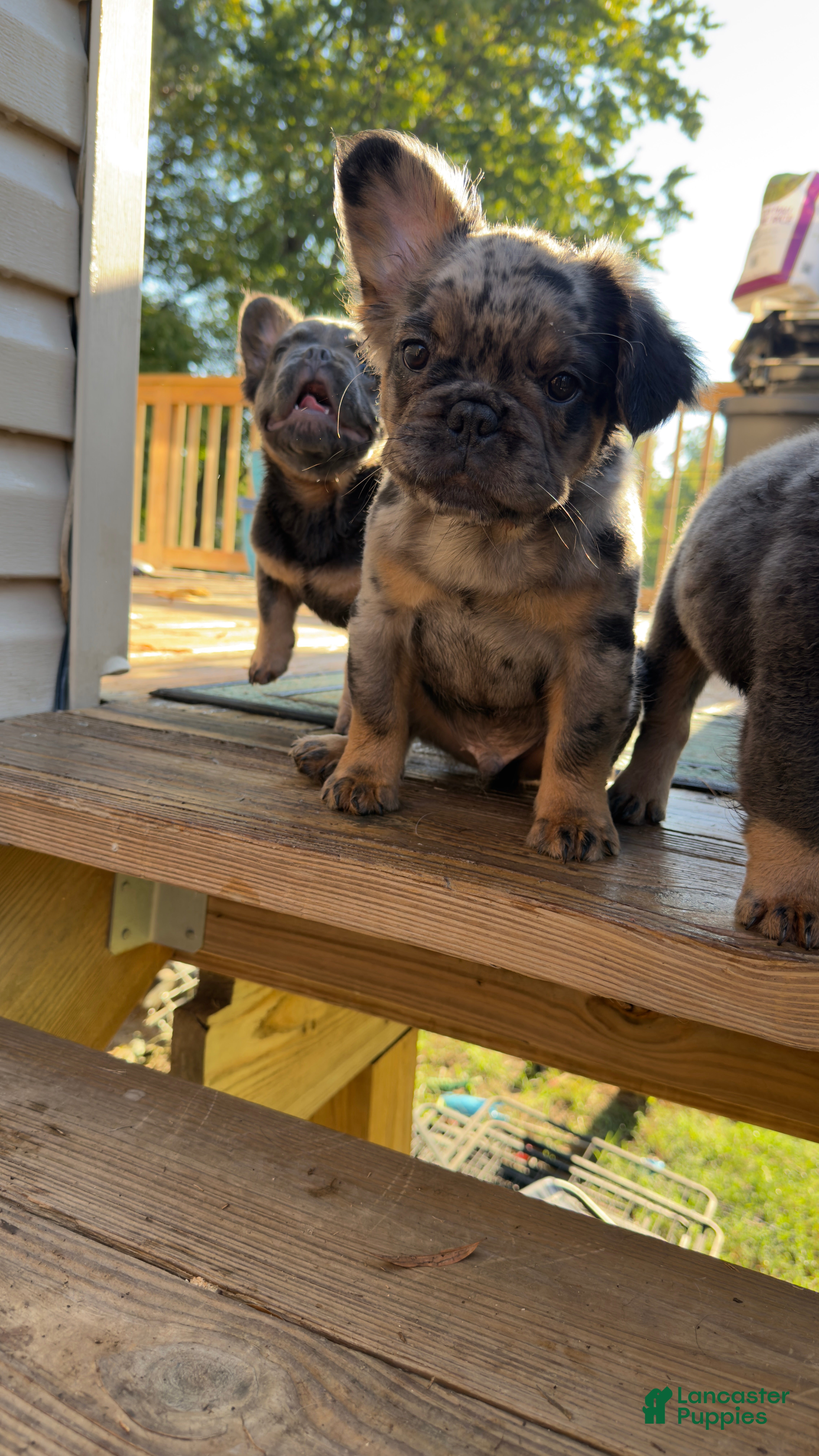 French Bulldog dogs Bambam  - Ad 2